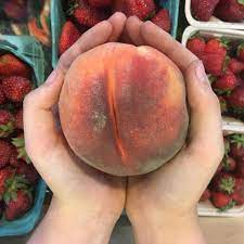 Pessegueiro de fruto  Gigante