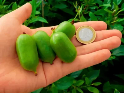 Mini Kiwi de Vaso