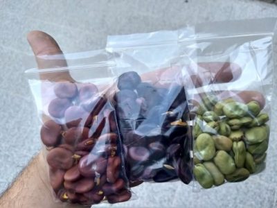 Sementes de FAVAS MIX