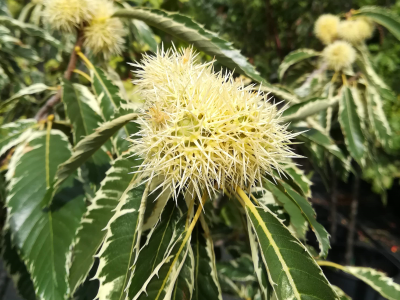 Castanheiro Variegata Anão