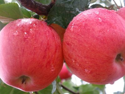 MACIEIRA de MAÇÃ FRIZANTE CHAMPANHE compativel com VASO, BONSAI, VARANDA e PEQUENOS ESPAÇOS