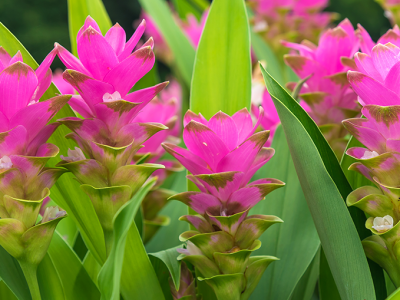 Curcuma fresca