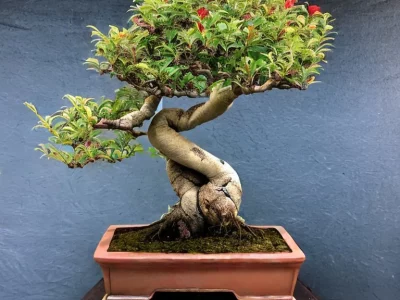 Romãzeira anã para Vaso, Bonsai, Varanda e pequenos espaços