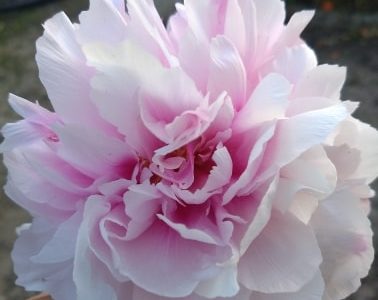 Peonia Rosa