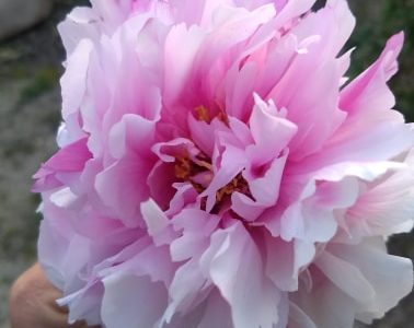 Peonia Rosa