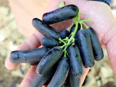 Videira de uvas de Dedo em Tubo