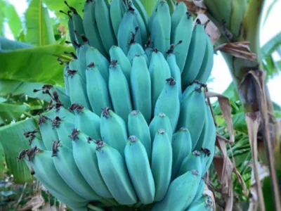 BANANEIRA da BANANA AZUL