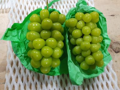 Videira de uvas Brancas Gigantes