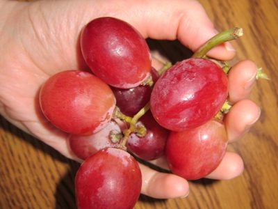 Videira de uvas Rosê Gigantes