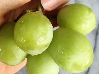 Videira de uvas Brancas Gigantes